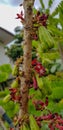 Fruit tree plant