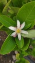 Flower before fruit Guava leave plant