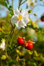 Flower and fruit of the sticky nightshade. Royalty Free Stock Photo
