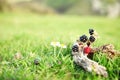 Flower and fruit on the top of hill scene. Royalty Free Stock Photo