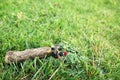 Flower and fruit on the top of hill scene. Royalty Free Stock Photo