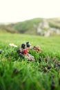 Flower and fruit on the top of hill scene. Royalty Free Stock Photo