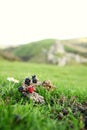 Flower and fruit on the top of hill scene. Royalty Free Stock Photo