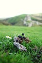 Flower and fruit on the top of hill scene. Royalty Free Stock Photo