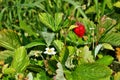 Flower and fruit wild strawberry