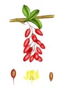 Flower and fruits of barberry