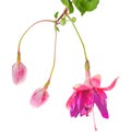 flower of a fuchsia Royalty Free Stock Photo