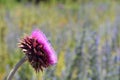 Flower fucshia in the garden Royalty Free Stock Photo