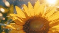 Beautiful Sunset Shot of a Sunflower Royalty Free Stock Photo