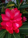 Flower full of petals, an incredible color, pink choker