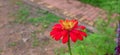 flower full red buetiful green photo