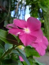 Flower fusia natural