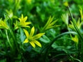 Flower, Gagea pratensis.