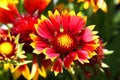 Flower Gaillardia Aristata Gallo dark bicolor FLower Royalty Free Stock Photo