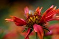 Flower Gaillardia Pulchella