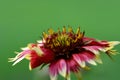 Flower Gaillardia Pulchella Foug