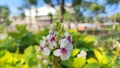 Flower in Gajah Mada TMII Park East Jakarta