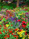 Flower Garden Royalty Free Stock Photo