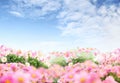 Flower garden background with blue sky. Blooming pink and white daisies. Home garden flower care. Sale of flowers in greenhouse Royalty Free Stock Photo