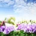 Flower garden background with blue sky. Violets blooming Springtime. Home garden flower care. Sale of flowers in greenhouse