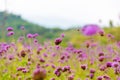 The flower in the garden. The background image of the colorful flowers, Flowers and cactus In the botanical garden. Verbena field