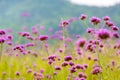 The flower in the garden. The background image of the colorful flowers, Flowers and cactus In the botanical garden. Verbena field