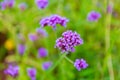 The flower in the garden. The background image of the colorful flowers, Flowers and cactus In the botanical garden. Verbena field