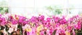 Flower garden background. Pink and purple Orchids blooming. Home garden flower care. Sale of flowers in greenhouse and florist Royalty Free Stock Photo