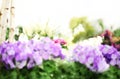 Flower garden background. Violets and purple primroses blooming Springtime. Home garden flower care. Sale of flowers in greenhouse