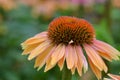 Daily flower in the Garden in the bay ,Singapore Royalty Free Stock Photo