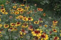 Flower garden, bed. Gaillardia. G. hybrida Fanfare Royalty Free Stock Photo