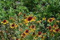 Flower garden, bed. Gaillardia. G. hybrida Fanfare Royalty Free Stock Photo