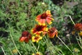 Flower garden, bed. Gaillardia. G. hybrida Fanfare Royalty Free Stock Photo