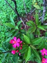 Flower and garden,Betawi flower patropa integerrima Jakarta Indonesia