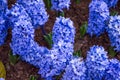 Blue hyacinths bloom beautifully in the garden Royalty Free Stock Photo