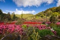 Flower garden with blue sky