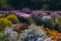 Flower garden with bright multicolored flowers in the botanical garden. blurred