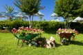 Flower garden with carts Royalty Free Stock Photo