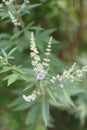 Flower Garden Chaste tree berry tree 3