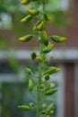 Flower garden close-up plant knop Royalty Free Stock Photo