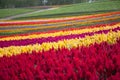 Flower garden Colorful Hill at Biei, Hokkaido