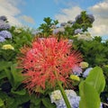 Blue flowers (hydrangeas) and red flowers (scadoxus multiflorus) in garden on blue sky background.