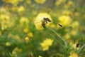 The flower garden of the cosmos caudatus is blooming fresh yellow flowers Royalty Free Stock Photo