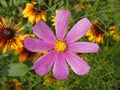 Flower Garden Cosmos Cosmos Bipinnatus Pink Royalty Free Stock Photo