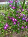 Flower garden garden cottage field background texture