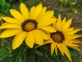 Flower garden garden cottage field background texture