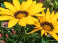 Flower garden garden cottage field background texture