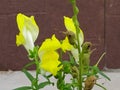 Flower garden garden cottage field background texture