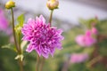 Flower Garden Dahlias 1