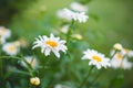 Flower Garden Daisies 3 Royalty Free Stock Photo